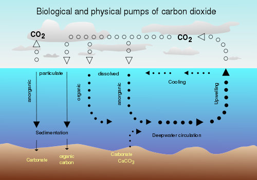 Kooldioxide-opname in de oceaan 