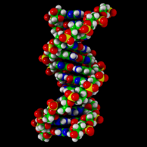 DNA model 