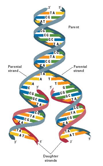 DNA replicatie met vier-letter code